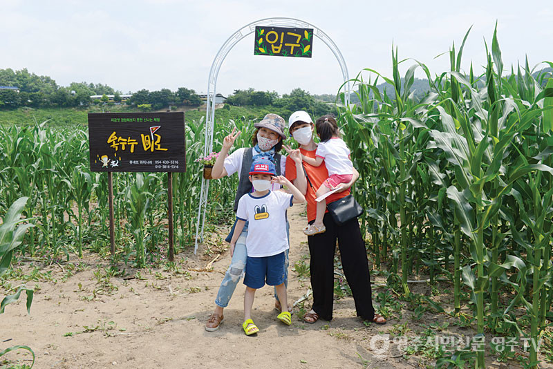 옥수수밭 사진