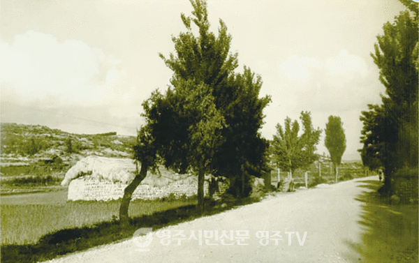 신작로와 미루나무(1960년대)