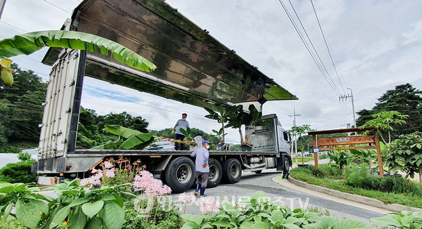 바나나 나무를 배송하기 위해 무진동 차량에  싣고 있다