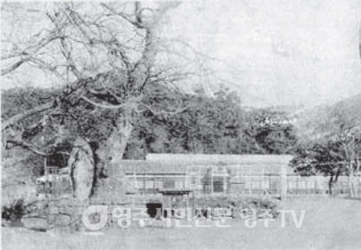 영주보통학교(1930년대)와 전 경북도립도서관 뜰로 옮겨진 석불입상(보물 60호)