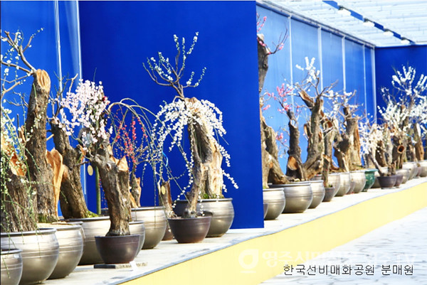 한국선비매화공원 '분매원'