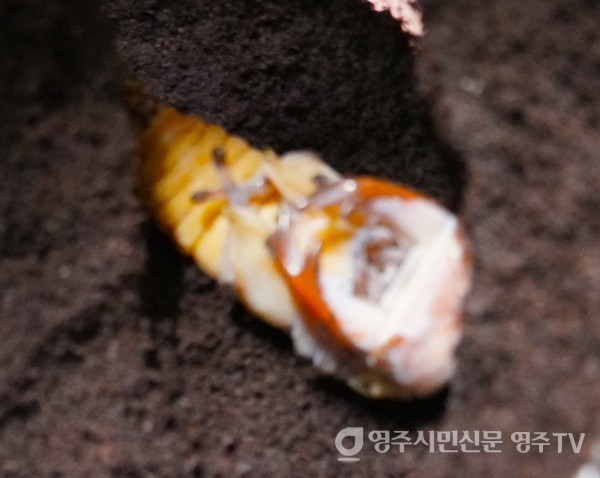 발효톱밥내 애벌레