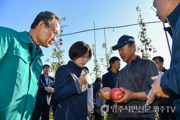 박남서 시장과 박수진 실장(왼쪽 2번째)이 우박피해 사과를 살펴보고 있다