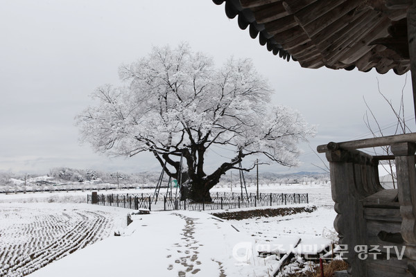 갑진 정월 초사흗날 단촌리 느티나무에 눈이 내렸다. 천연기념물 제273호