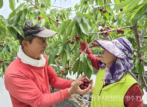 영주 체리를 수확하는 윤 회장 부부