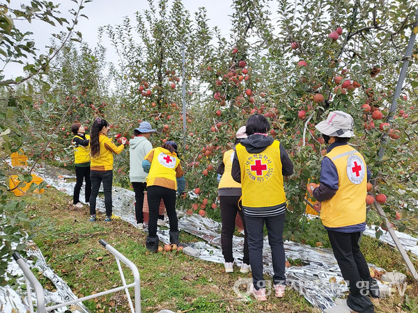 농가 일손을 돕는 봉사회 회원들