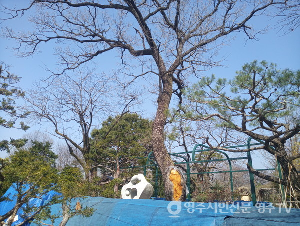 '참남배기' 지명을 낳은 참나무 군락지가 사라지고 유일하게 남은 참나무