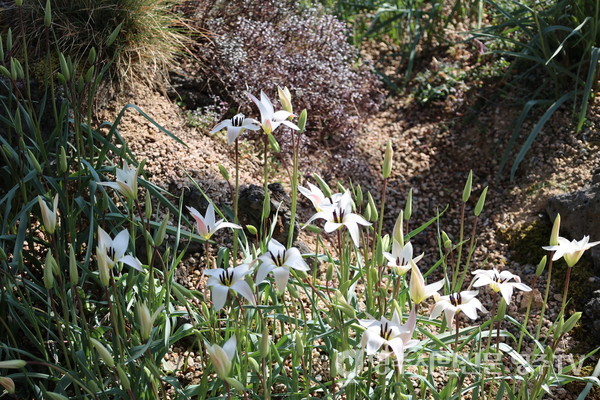 국립백두대간수목원 알파인하우스 중앙아시아전시관에 개화한 원종 튤립-튤리파 클루시아나 ‘레이디 제인’ (Tulipa clusiana 'Lady Jane')