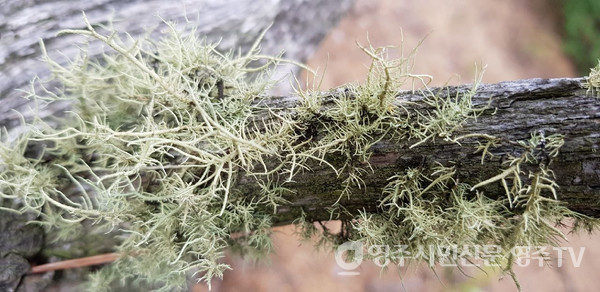 소나무 고목에 붙어 자라는 가시송라