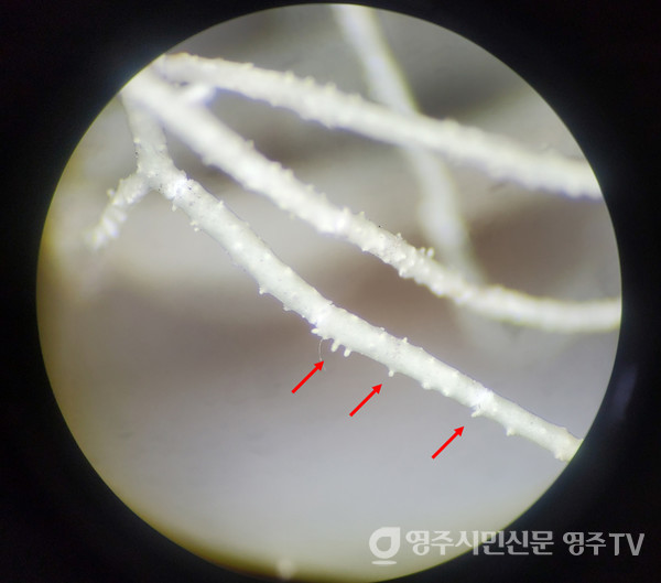 가시송라 곁가지에 붙어 있는 갈래싹