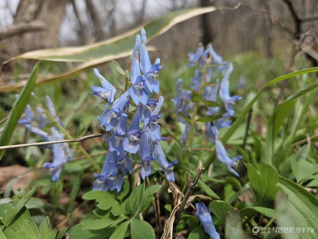 소백산국립공원 내 현호색 개화(2025. 4. 27. 촬영)