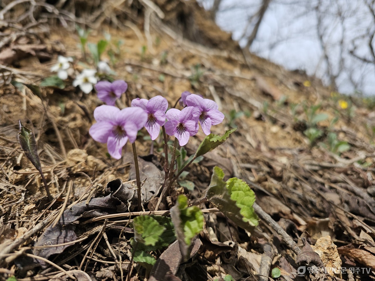 고깔제비꽃 개화(2025. 4. 27. 촬영)