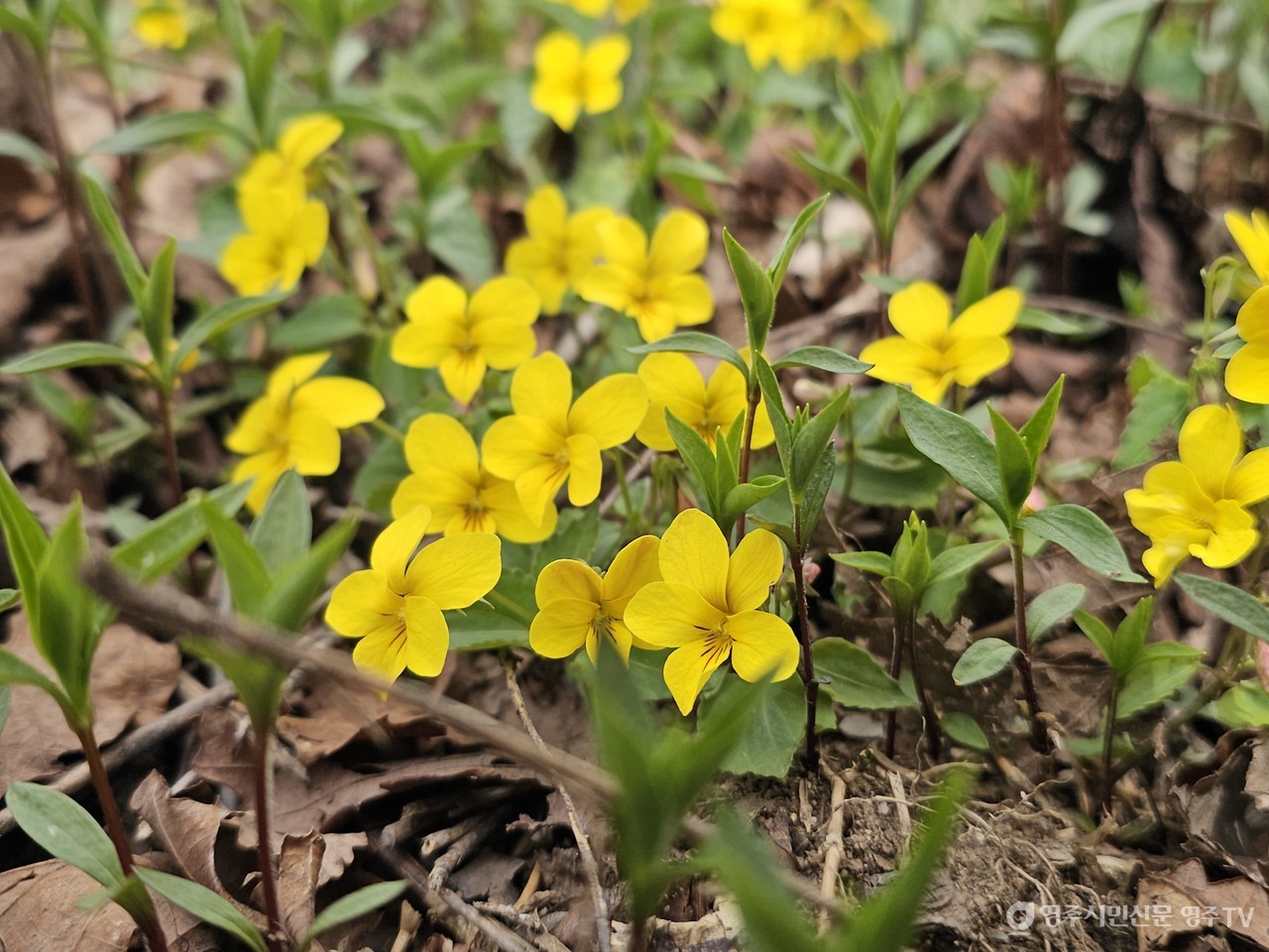 노랑제비꽃 개화(2025. 4. 27. 촬영)
