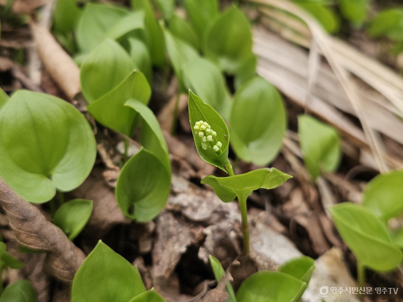 두루미꽃 개화(2025. 4. 27. 촬영)