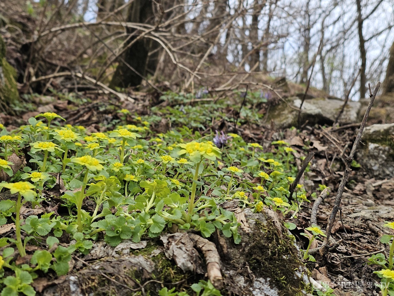 선괭이눈 개화(2025. 4. 27. 촬영)