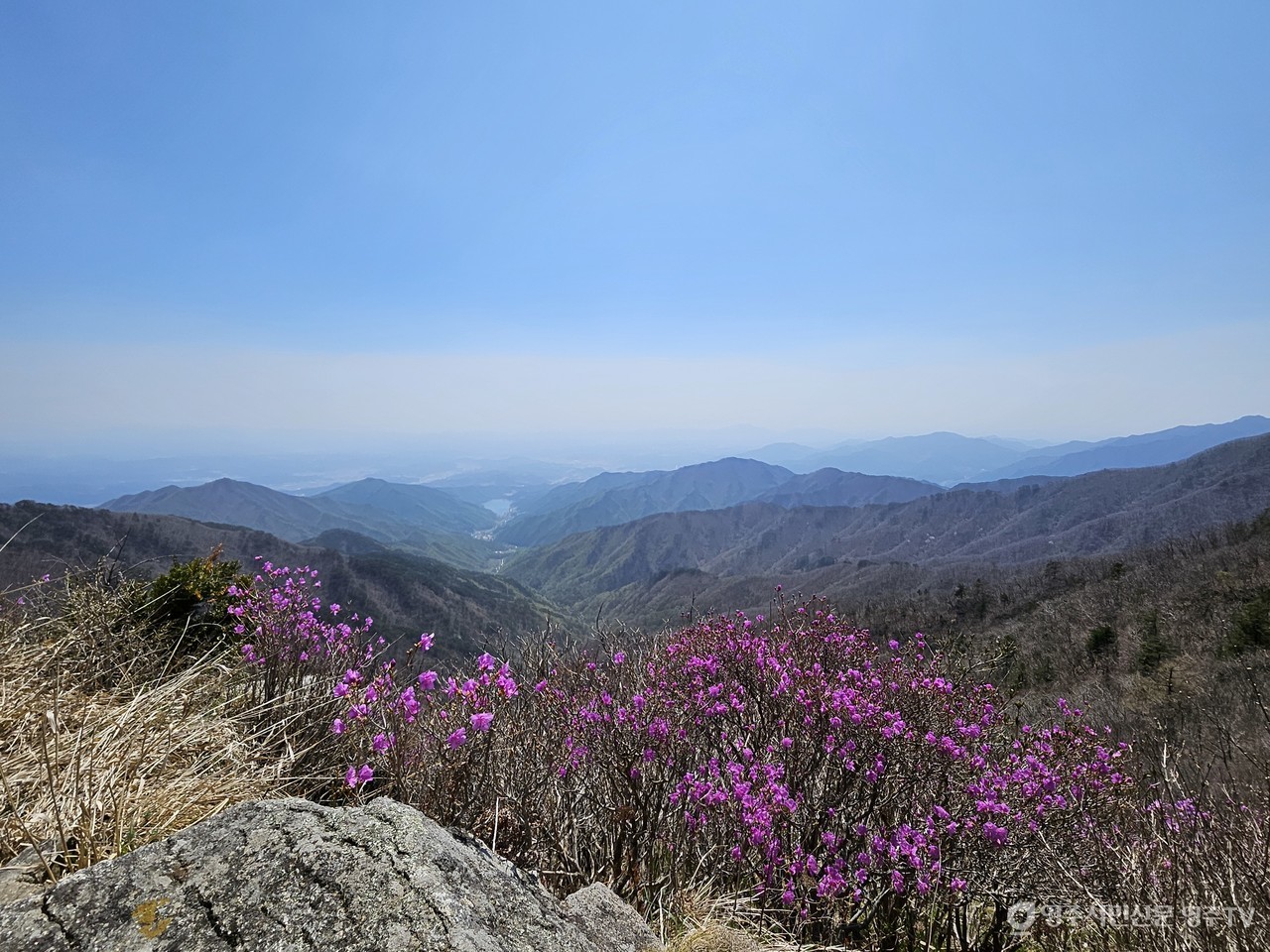 털진달래 개화(2025. 4. 26. 촬영)