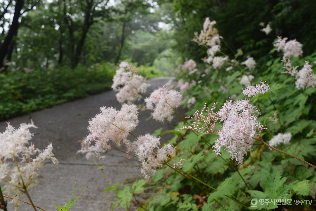 탐방로에 핀 터리풀 군락(촬영일자: 2025. 7. 5.) 사진 제공_소백산국립공원사무소