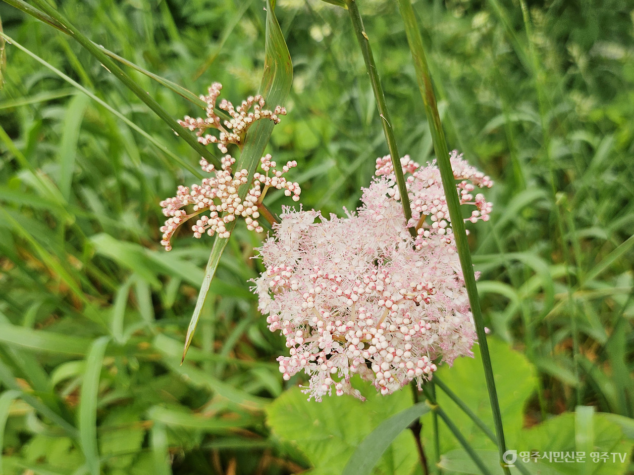 터리풀(촬영일자: 2025. 7. 5.) 사진 제공_소백산국립공원사무소