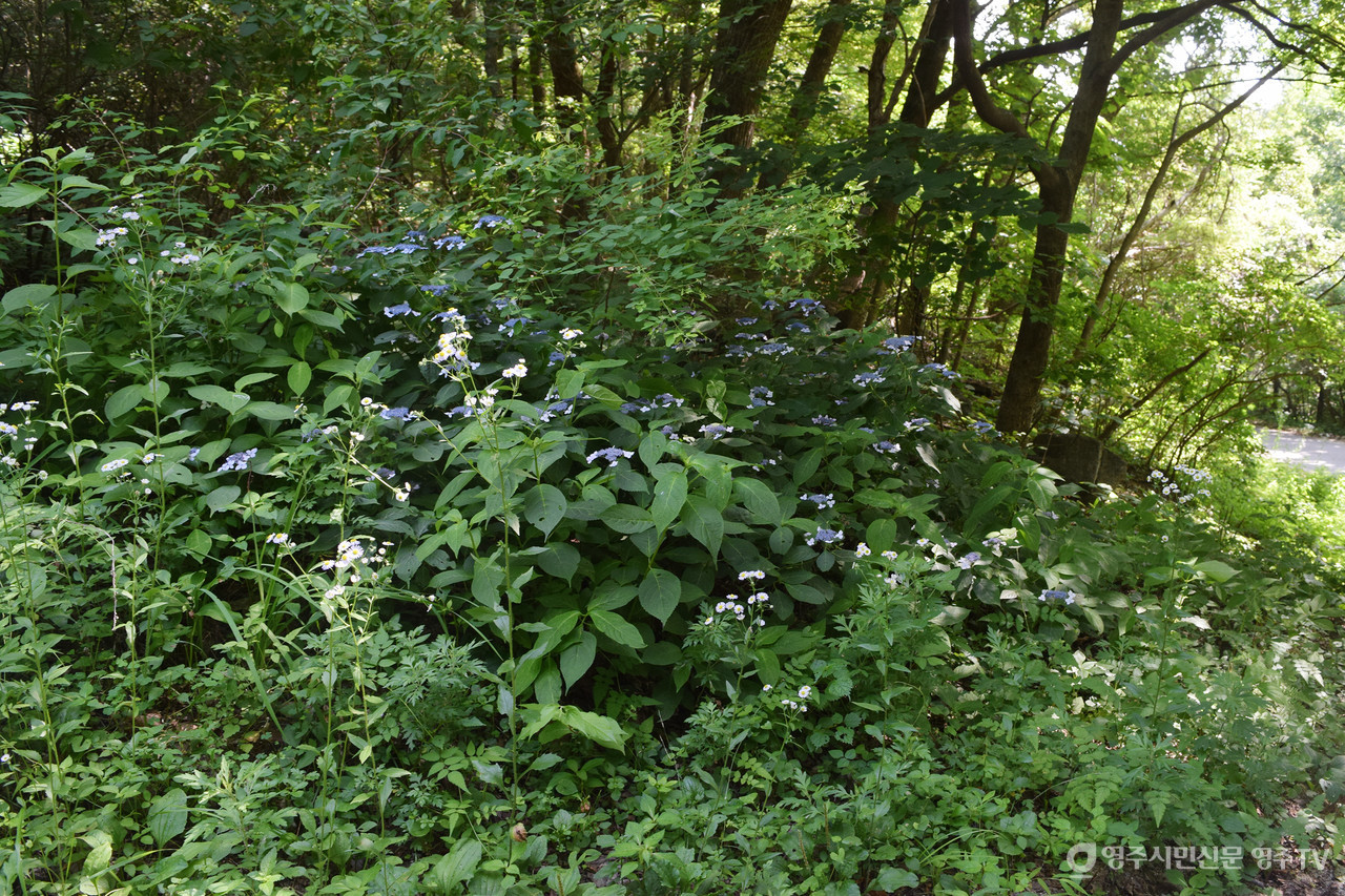 산수국(촬영일자: 2025. 7. 5.) 사진 제공_소백산국립공원사무소