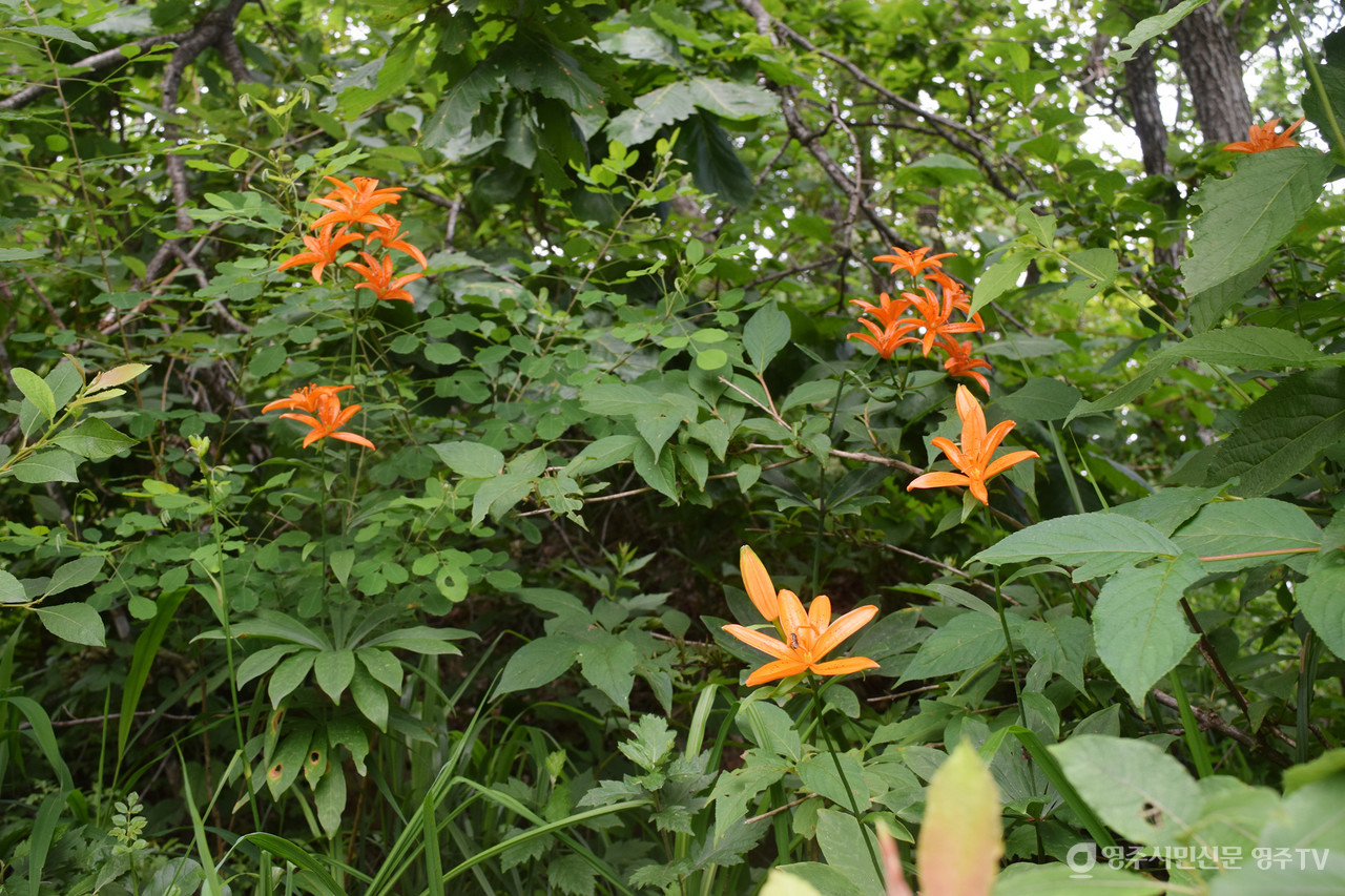 하늘말나리 무리(촬영일자: 2025. 7. 5.) 사진 제공_소백산국립공원사무소
