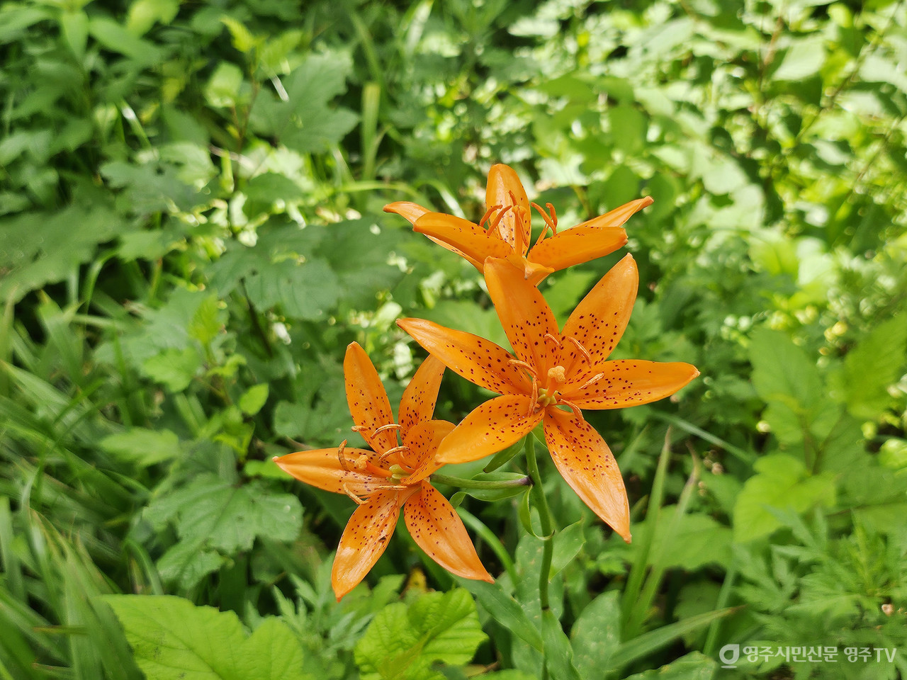 하늘말나리(촬영일자: 2025. 7. 5.) 사진 제공_소백산국립공원사무소