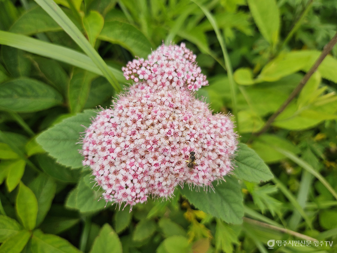 사진 제공_소백산국립공원사무소