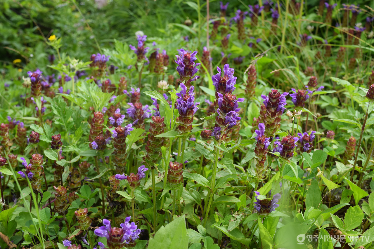 꿀풀(촬영일자: 2025. 7. 5.) 사진 제공_소백산국립공원사무소