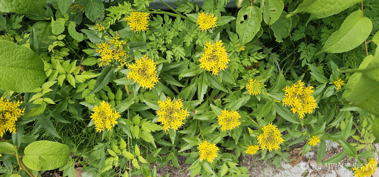 가는기린초(촬영일자: 2025. 7. 5.) 사진 제공_소백산국립공원사무소