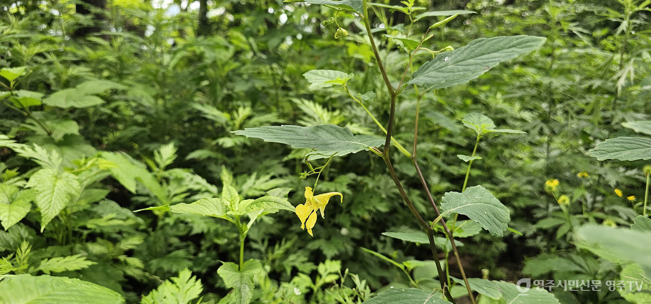 노랑물봉선(촬영일자: 2025. 7. 5.) 사진 제공_소백산국립공원사무소