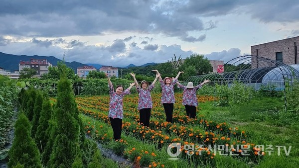 메리골드 꽃 체험