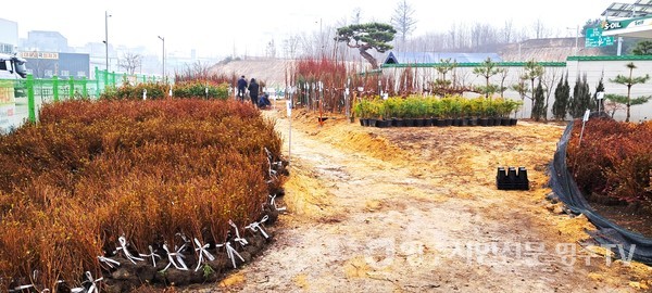 2024.03.06 묘목시장