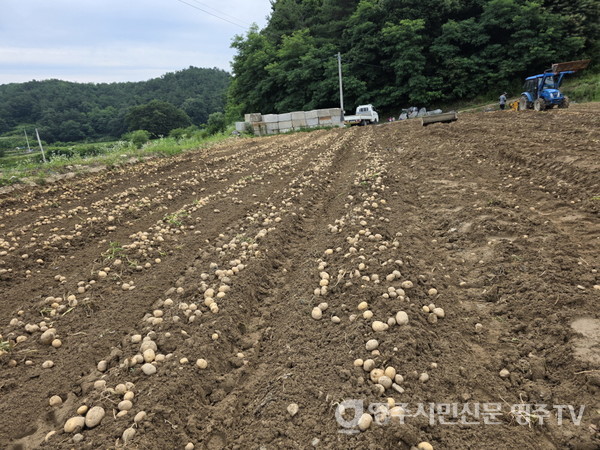 (참고사진) 감자 밭 전경