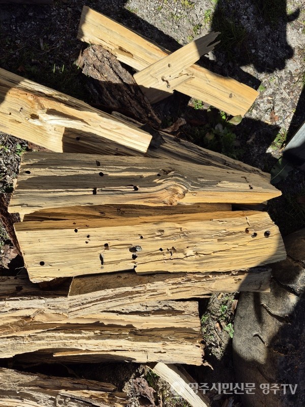 나무 외부에 소나무재선충병의 침입공으로 의심되는 흔적이 보이는 사진