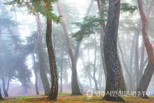 500년 역사품은 백운동 소나무숲은 소수서원의 상징이다..