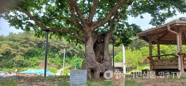 성이성이 시묘살이 할 때 심은 400년 수령 느티나무(두월리 석현)