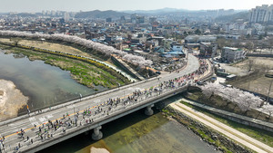 영주소백산마라톤, 분홍빛 벚꽃길 달린다